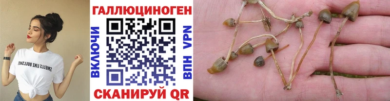 Купить где  Каргополь  Псилоцибиновые грибы Cubensis 